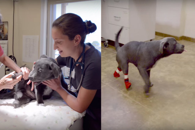 Cãozinho que nasceu com deficiência nas patas traseiras tem uma segunda chance para andar e correr