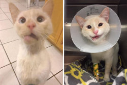 Após cirurgia da mandíbula gatinha adquire sorriso permanente