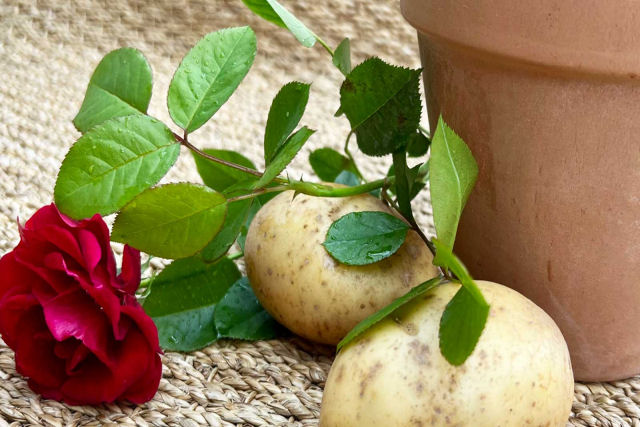 Como faz: germinar uma muda de roseira com uma batata?