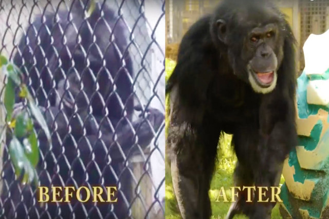 Chimpanzé é resgatado depois de passar 17 anos em um zoo vagabundo de beira de estrada