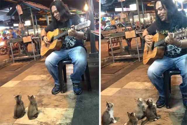 4 gatinhos melomaníacos parecem hipnotizados com um músico de rua