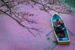 Flores de cerejeira pintam de rosa um lago, fazendo que Tóquio pareça um conto de fadas