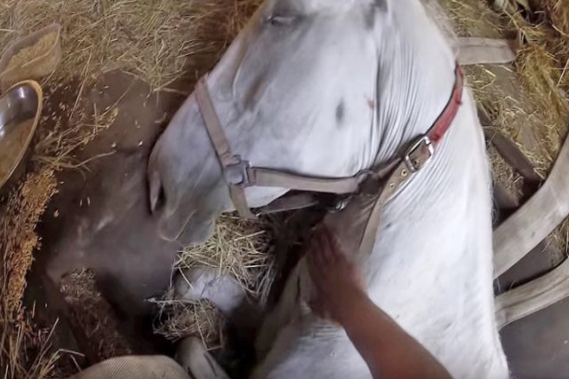 Égua corria risco de morte, e seu dono fez de tudo para salvá-la