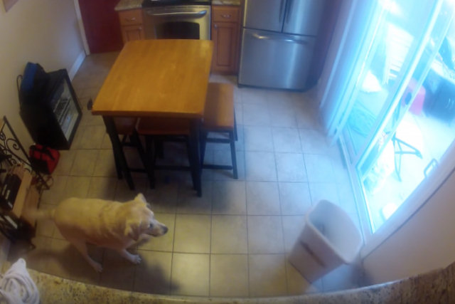 Decidiu gravar com uma GoPro para averiguar quem esvaziava sua geladeira durante sua ausência