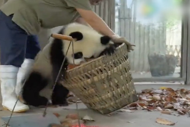 Pandas dão trabalho para a zeladora