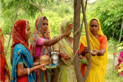 Vila indiana planta 111 novas árvores cada vez que nasce uma menina