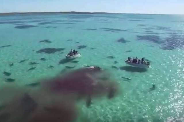 Natureza à vista de drone: tubarões atacando a carcaça de uma baleia