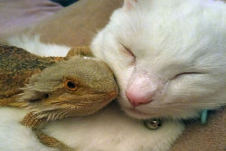 Um dragão e um gato são os mais incomuns melhores amigos