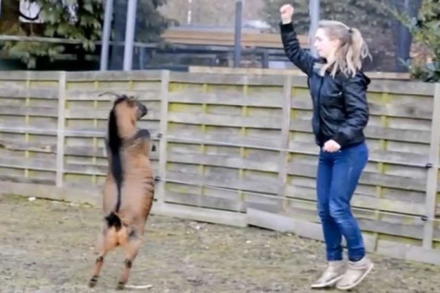 Esta garota ensinou truques inesperados aos animais de seu sítio