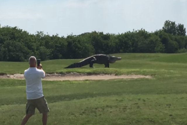 Um crocodilo gigante passeia tranquilamente por um campo de golfe na Flórida
