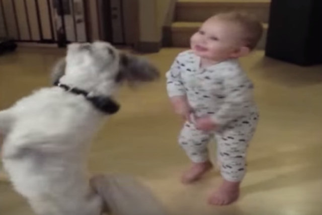 Cãozinho faz truque para ganhar petisco, não tire os olhos do bebê à direita