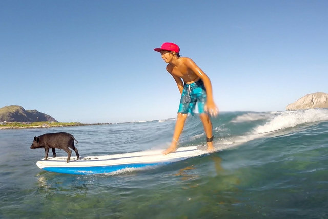 Pai e filho porcos surfam as ondas do Havaí Junto com pai e filho humanos
