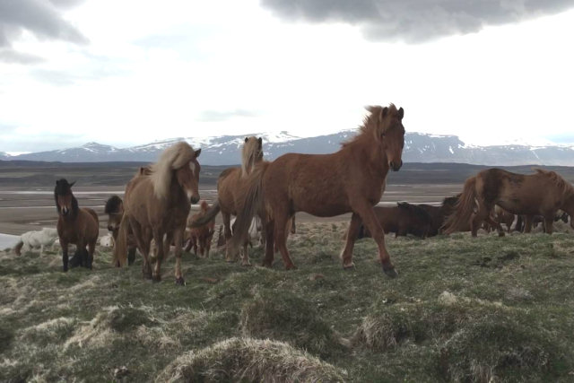 Viajante se depara com manada de cavalos islandeses selvagens