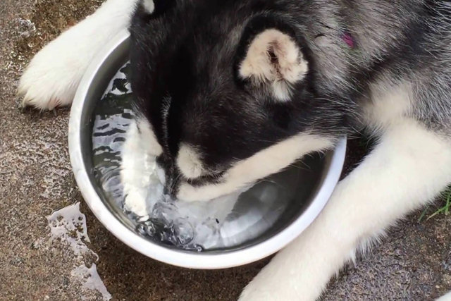 Husky adoravelmente sopra bolhas sempre que bebe em sua tigela de água