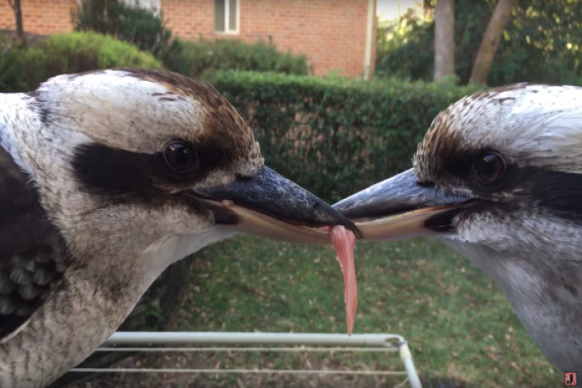 Dois kookaburras disputam um cabo de guerra com um naco de carne