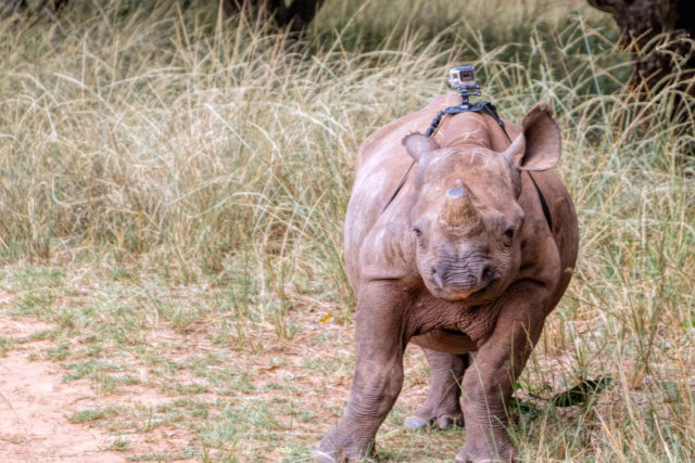 Ponha se na pele de um filhote de rinoceronte neste simpático vídeo
