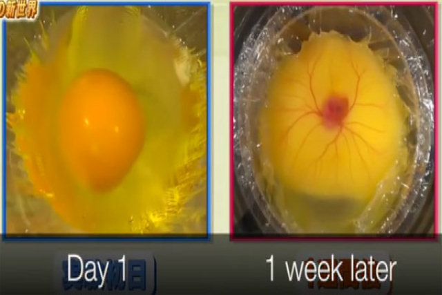 Como incubar um ovo sem casca e ao vivo