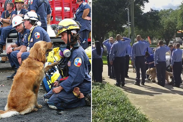 Último cão sobrevivente de resgate do 11 de setembro é homenageado por bombeiros