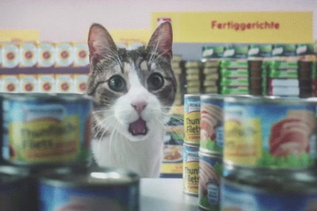 Gatos de memes vão as compras no mercado em comercial alemão