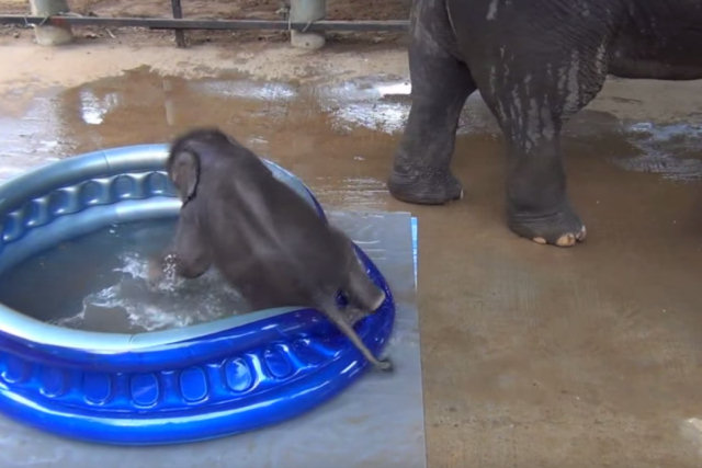 Elefantinho tomando seu primeiro banho vai colocar um sorriso em seu rosto
