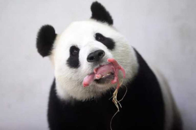 Raro panda gigante nascido em cativeiro dá esperança à espécie