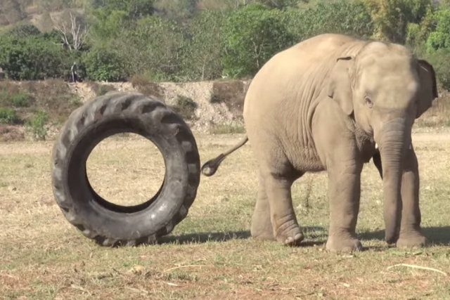 Filhotes de elefantes brincam com qualquer coisa ou pessoa que cruze seu caminho