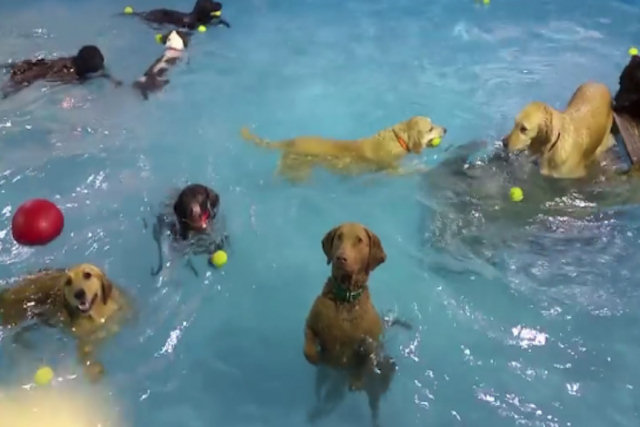 Esta cadela antissocial em uma festa de piscina te causará muuucha riso