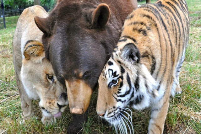 Existe a amizade entre espécies de animais?