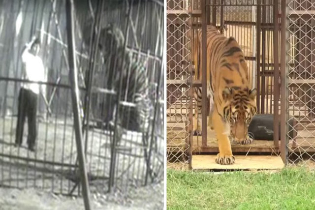 Depois de anos enjaulado, tigre ganha um lugar digno para morar