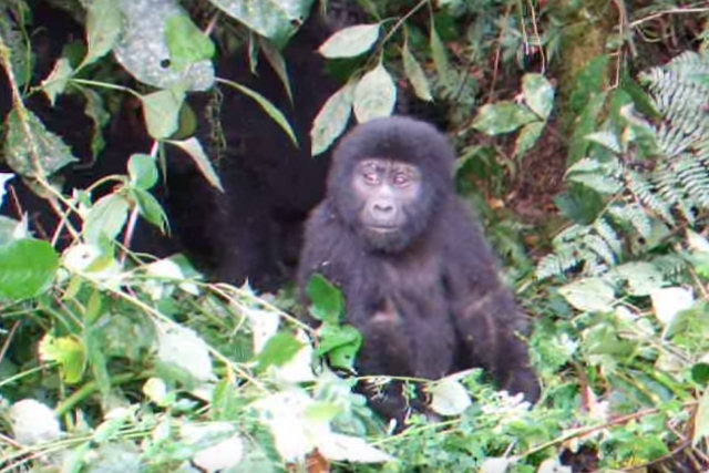 Filhote de gorila tenta mostrar que é machão e falha lindamente
