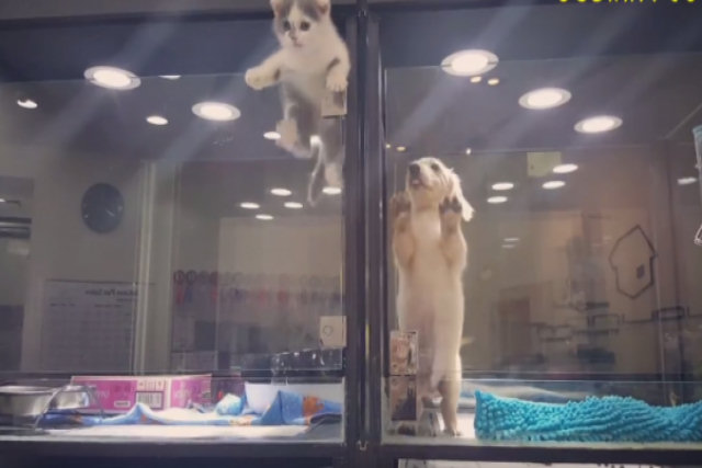 Gatinho escapa de seu mostruário em um pet shop e faz algo totalmente inesperado