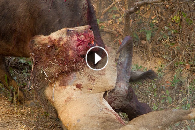 Búfalo se vinga de leão em incrível luta até a morte