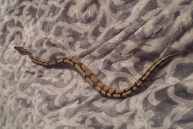 Cobra não consegue se mover sobre cobertor de lã