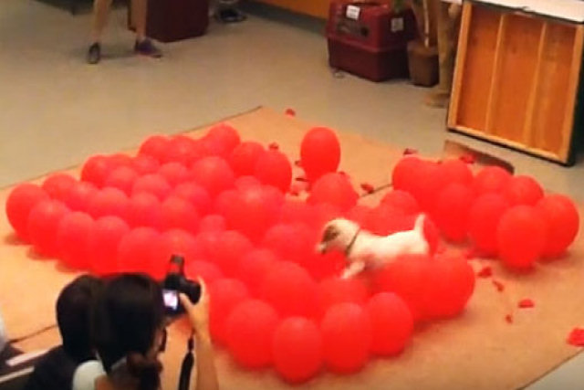 Cãozinho fixa em 39,08 segundos o novo recorde de estourar 100 balões