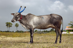 Fotografias fantásticas de vacas sagradas do Mundo