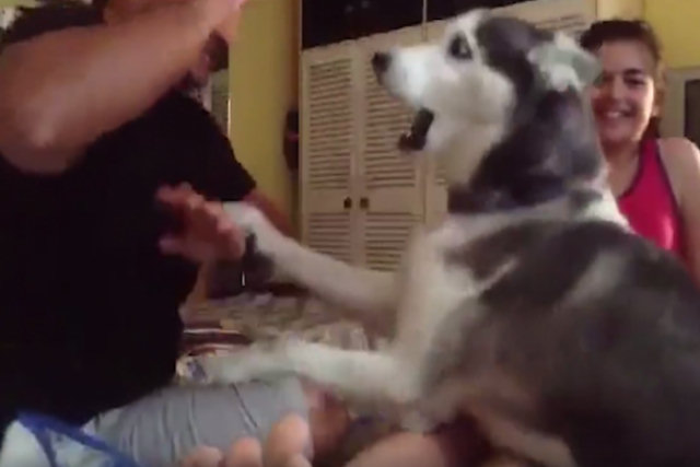 Um husky nos ensina como reagir ante uma situação de violência
