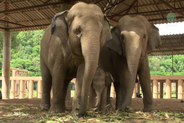 Elefantinho descobre como usar sua tromba observando os adultos