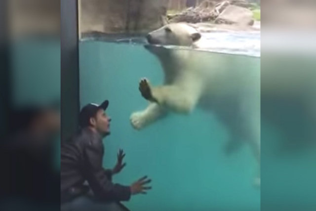 Este urso polar brincando de pique com um humano alegrará seu dia