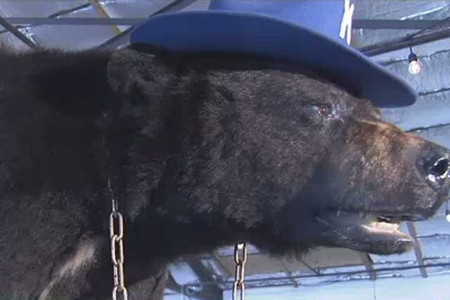 Pablo EskoBear, o urso que morreu por uma overdose de 30 kg de cocana