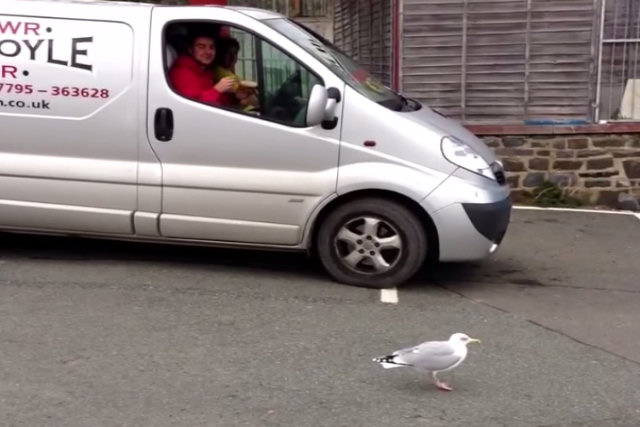 Veja o que faz uma gaivota para conseguir comida