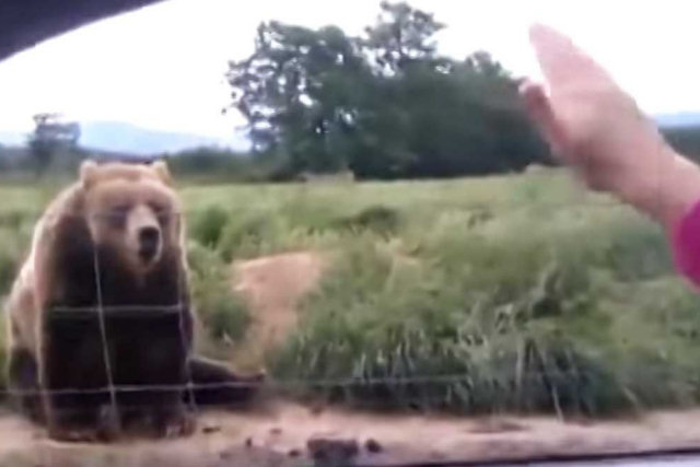 Urso gigante tem reação engraçada quando mulher dá tchau para ele