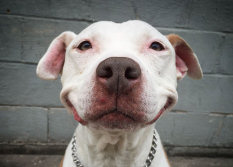Este cão não consegue deixar de sorrir desde o dia que foi resgatado das ruas
