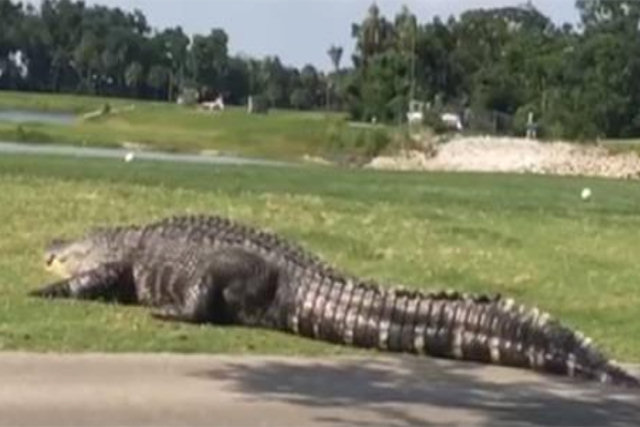 Avistam crocodilo enorme em campo de golfe novamente