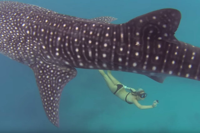 Impressionantes imagens de mergulhadora profissional nadando com gigantes gentis tubarões-baleia