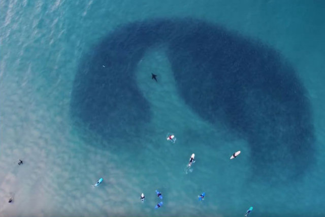 Drone captura foca solitária nadando em meio de um enorme cardume
