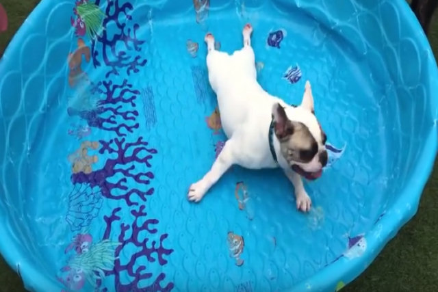 Cãozinho gosta tanto de piscina que nem  se importa que falte algo essencial
