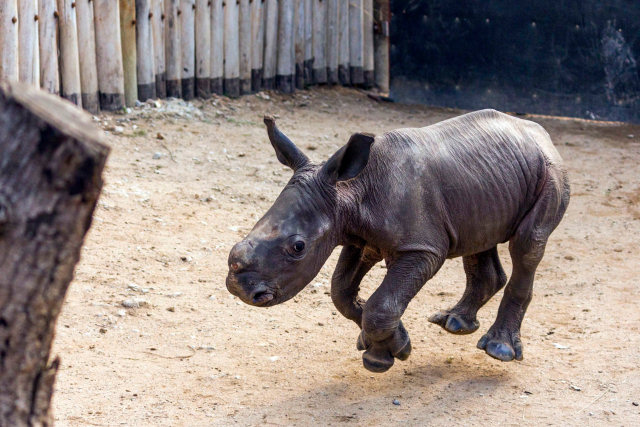 Filhote de rinoceronte adorável vem correndo sempre que ouve o seu nome