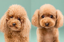 Cãezinhos antes e depois de uma boa tosa de pelos