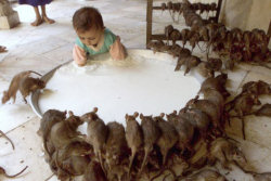 Bem-vindo ao templo Karni Mata, onde as pessoas vão adorar 20.000 ratos