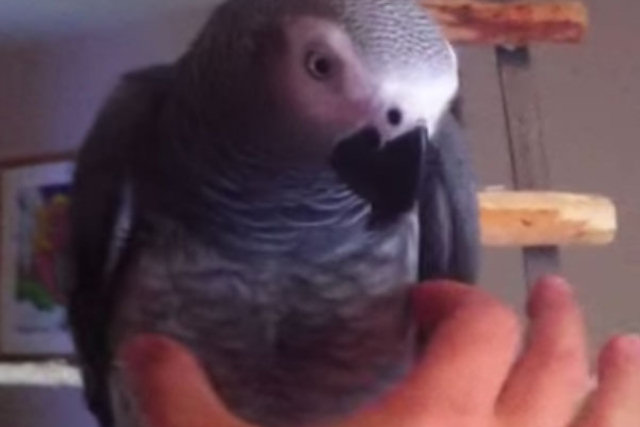 O som que faz este papagaio a cada vez que o tocam te fará duvidar se ele é real